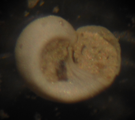 Tjaernoeia exquisita?